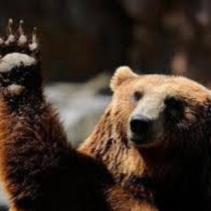 GrizzLey