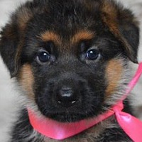 Александр Кван